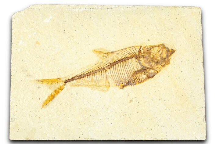 Detailed Fossil Fish (Diplomystus) - Wyoming #379498